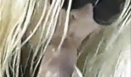 برخی از کون در نیمه قهوه ای سوپر دوجنسه ها