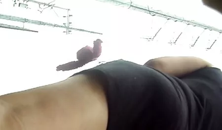 شروع سکس سکس دوجنسه ها